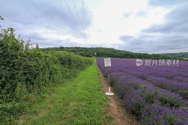 英格兰恩斯福德的Lavendar Fields